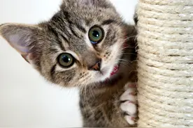 如何给猫咪拍出好看的照片？图片