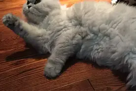 为什么猫看到你时会打滚翻肚皮？图片