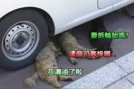 爆料！修车厂的猫咪跟师傅待久了竟然学会了修车！这不科学吧？图片