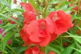 明目的指甲花图片