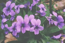 今日荐书：《手套树》，孤独中的温暖~图片