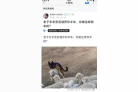 真的没想到！原来牧羊犬是这样放羊的！太邪恶了！图片