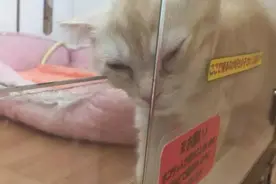 宠物被卡在夹缝里时，主人应该这样做~图片