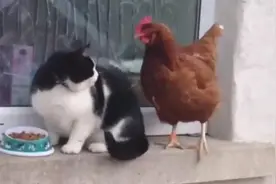 公鸡抢食，猫星人怒拍11巴掌图片