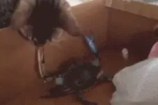 猫咪调戏螃蟹，被螃蟹夹，看着都痛图片