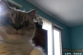 天生坏人脸的萌喵咪图片