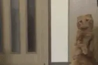 萌宠趣事第529：如果你遇到泰迪，不要背对着它露出屁屁图片