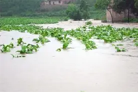 暴雨频发！农作物受灾后怎么处理？西农大教授给你支招图片
