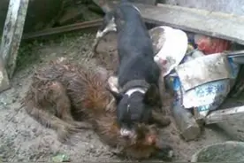 纯种比特犬骨子里这般嗜血，凶狠程度不亚于混血狼图片