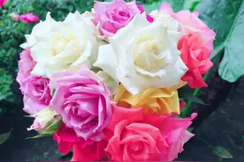 好全好全的送花礼仪，再也不用苦恼出门该如何送花啦！图片