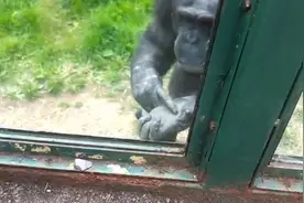 黑猩猩用手语与游客“聊天”：帮我逃出去图片