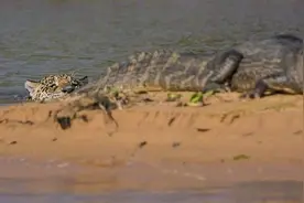 美洲豹闪电猎杀鳄鱼画面被捕捉，惊险震撼图片