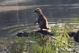 ​动物们完美展示，没有最懒只有更懒，浣熊直接趴到鳄鱼背上！图片