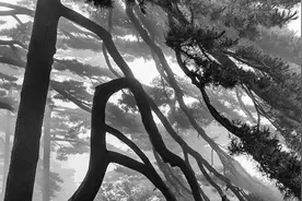 那时候，天地都是野生动物园，老虎还是一只大虫图片