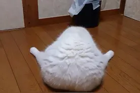 萌宠趣事第545：这猫咪的背影也太肥美了图片