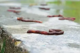 蚯蚓爬上地面晒死 白鹭中暑不治而亡图片