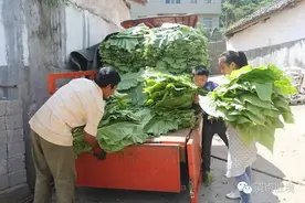 富源：老厂镇烤烟开烤图片