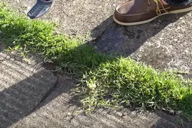 只要往杂草倒上一点醋，除草的任务就会变得更加简单图片