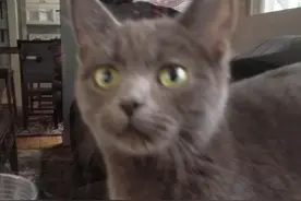 猫妈妈冲进他家就怒生6个小宝宝，结果生完之后还不肯走！图片