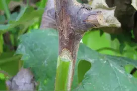 葡萄嫁接的小技巧图片