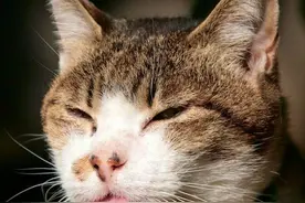 猫咪一旦生病，请使用正确的喂药方法图片