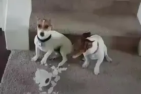 狗狗犯错时，哈哈，各种不承认@猫狗日记 #狗#