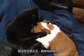 女主被狗狗舔一口就住院了，嘴很脏吗？被狗狗舔一口有多危险？视频封面