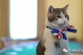 英国“第一猫”Larry不好好抓鼠，倒欺负起勤勉的外交部部喵图片