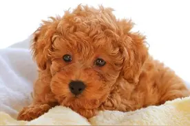 一直以为狗狗翻肠子是件正常的事，但后来发现狗狗得了犬细小病毒图片