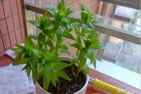 家庭养花：盛夏用喷壶浇花的一些好处和注意事项！图片
