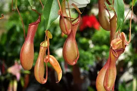 它们被冠上了“食人草”的罪名  细数捕虫植物的捕虫技巧图片