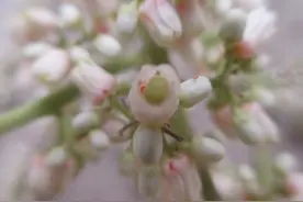 懒得没掰香椿芽，我就看到了它的花图片