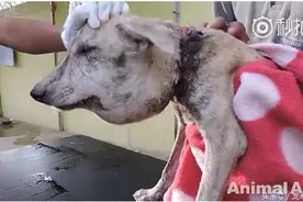 太可怜了，被铁圈勒脖子的狗狗，都快窒息了图片