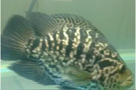 这些进化失败的刺豚，个个长相奇特图片