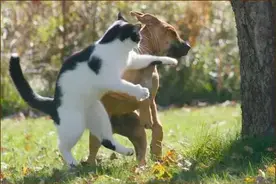 镜子里的猫肿么这么胖，铲屎的，一定是你的镜子坏了图片