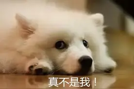 原来“兔子急了”真咬人！ 兔兔说好的彼此相爱呢？图片