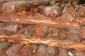 檀木之汇集图片