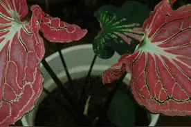 五彩芋的几种常见病害介绍，以及应对的防治方法图片