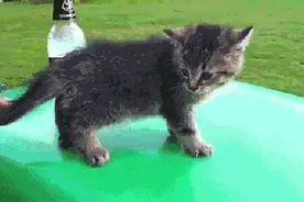 萌宠搞笑图片图片