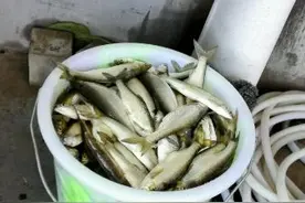 白条杀手一钓就是一桶，钓回来的鱼摆好造型晒成鱼干图片