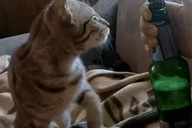 拎了只仓鼠回家，家里两个老猫一动不动盯着看了一下午，我后悔了图片