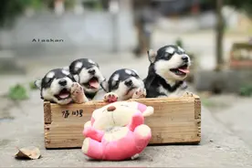 99%的人都不知道的选狗秘密图片