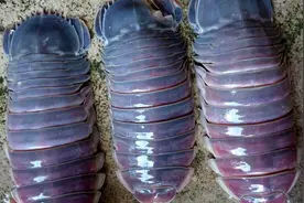 朋友出海带回来一堆鱼，几乎都不认识，不敢吃啊图片