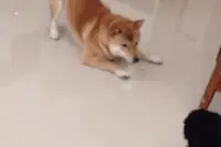 爆笑GIF图：擦，不是说好了要做彼此的天使吗图片