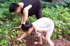 江门开平的小伙伴，你知道花生长那吗？大拇指公益代言人告诉你图片