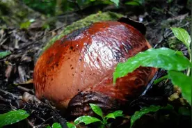 印尼丛林中生长着大片食人花，当地居民见了绕道而行