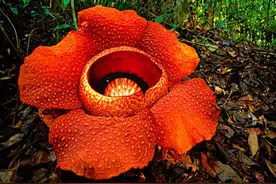 亚马逊丛林深处有一种食人花，每吞噬十条生命才能结出一个果实！图片