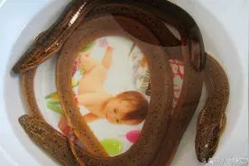 这货是蛇跟鱼杂交的产物吗？听名字就怕了图片