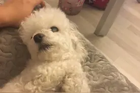 狗狗十二岁白内障最近患上了子宫蓄脓，手术风险50%图片