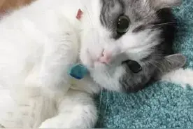 长了老鼠耳朵的小萌猫，简直萌翻了图片